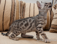 Bengal cat silber rosetted